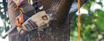 Best Weed Control  in Kentland, IN