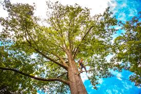 Best Tree Planting  in Kentland, IN
