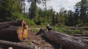Best Storm Damage Tree Cleanup  in Kentland, IN
