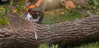 Best Lawn Maintenance Plans  in Kentland, IN