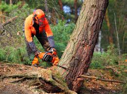 Best Fruit Tree Pruning  in Kentland, IN
