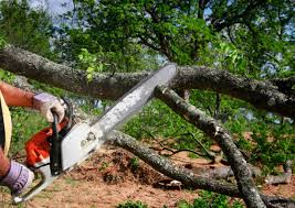 Best Hedge Trimming  in Kentland, IN