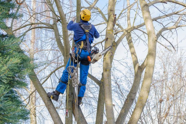  Kentland, IN Tree Care Pros