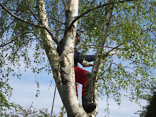 Best Mulching Services  in Kentland, IN
