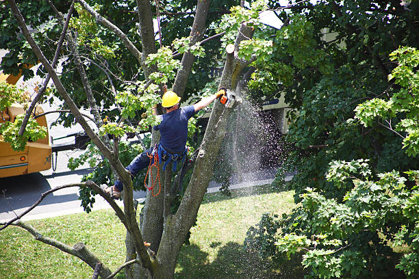 Best Tree Disease Treatment  in Kentland, IN