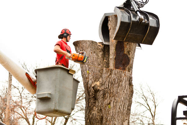Best Tree Mulching  in Kentland, IN